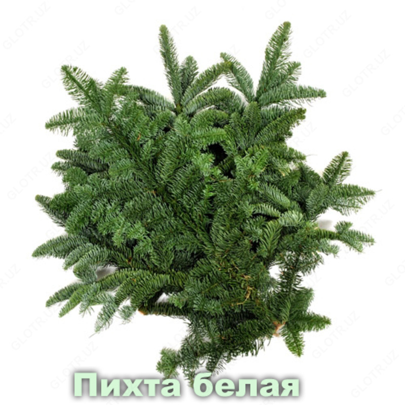 Эфирное масло Пихта белая  Vivasan