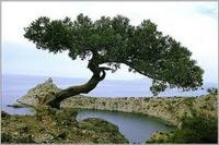 Крем Можжевельник  Vivasan