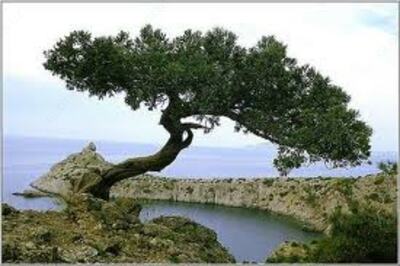 Крем Можжевельник  Vivasan