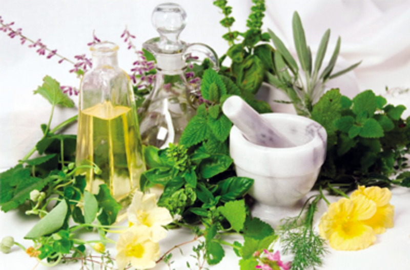 dorivor o'simliklar  haqida