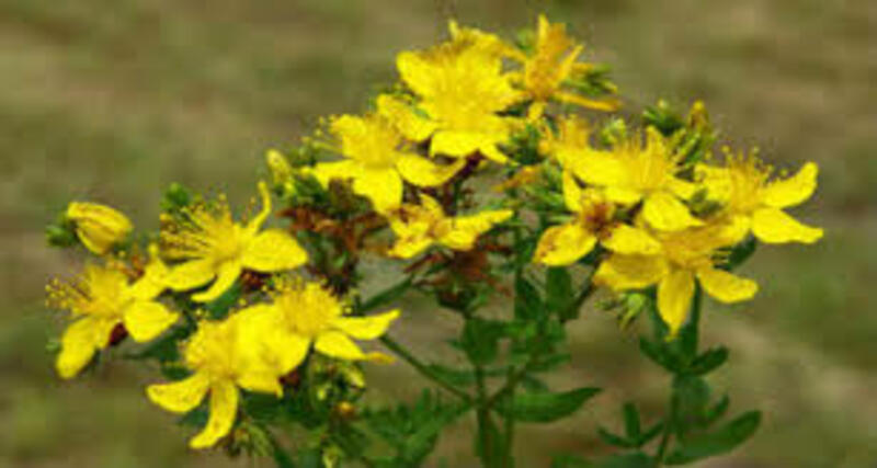 Қизил пойча (Зверабой) ўсимлиги