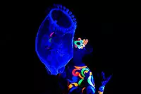 по запросу Ультрафиолетовое шоу мыльных пузырей с элементами фокусов!