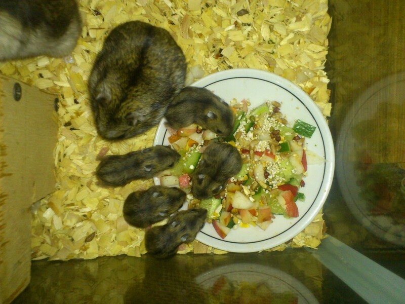 Чем кормить джунгарских хомяков: список «можно» и «нельзя»