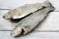 Kamalak alabalık 400 gr (muzlatilgan)