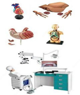 Анатомические модели и тренажеры