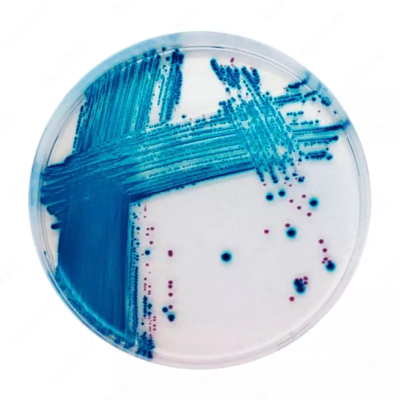 TS 023 Дрожжевой автолизат