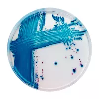 Фенилаланин агар