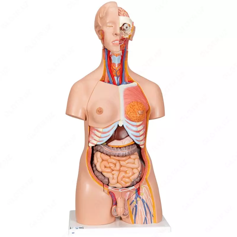 Модель торса человека, двуполая