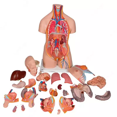 Модель торса человека, двуполая