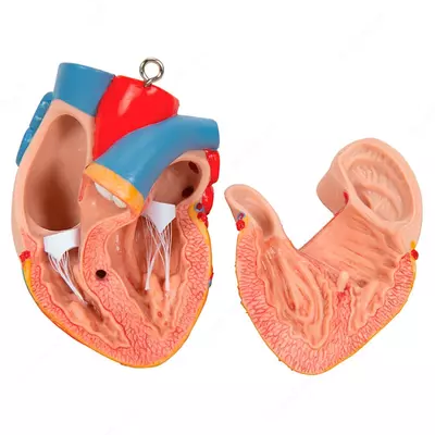 Модель торса человека, двуполая