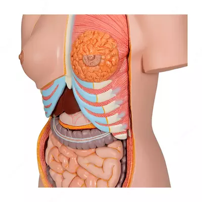 Модель торса человека, двуполая