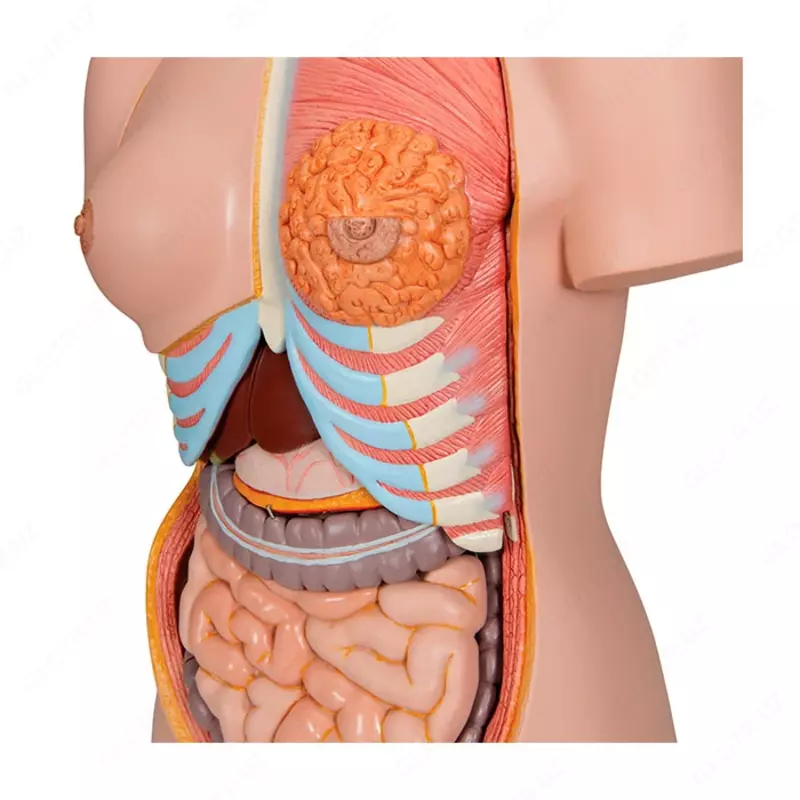 Модель торса человека, двуполая