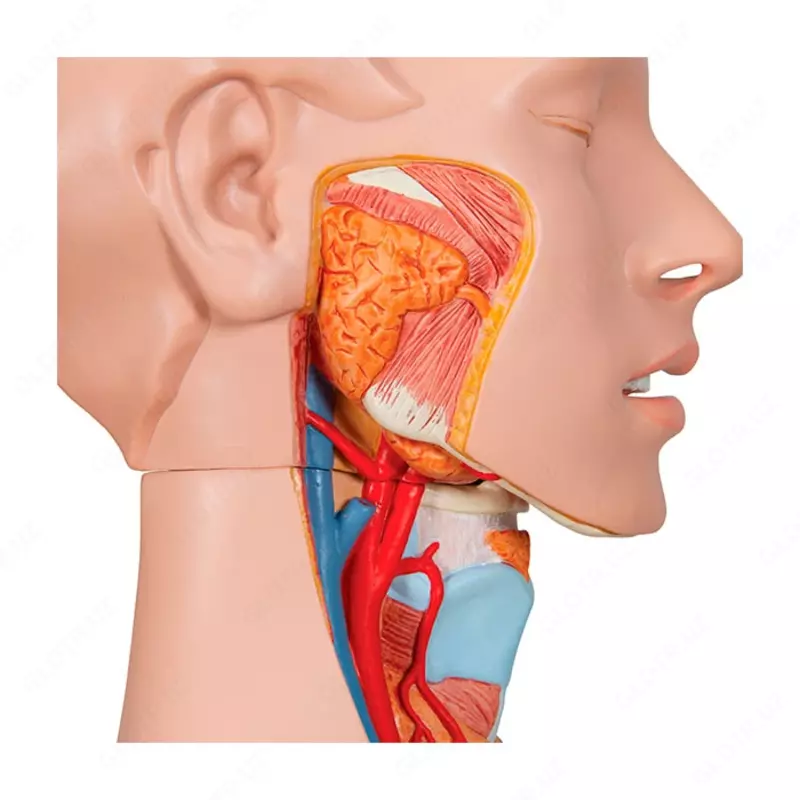 Модель торса человека, двуполая