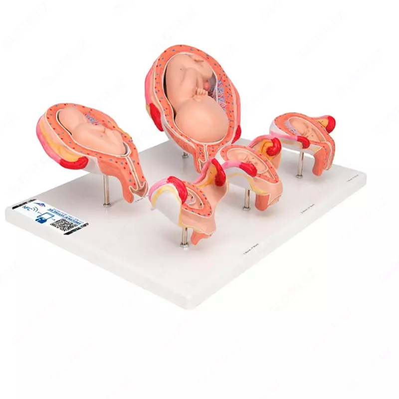 Набор из моделей Стадии беременности