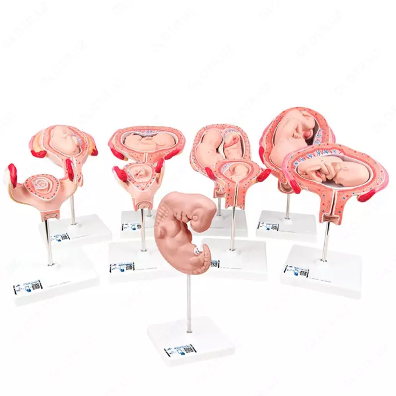 Набор из моделей Стадии беременности