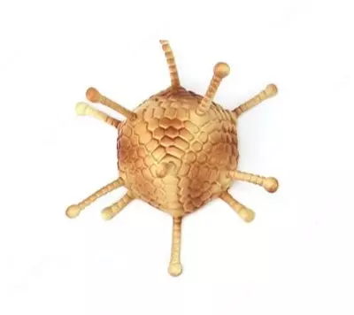 Аденовирусная модель