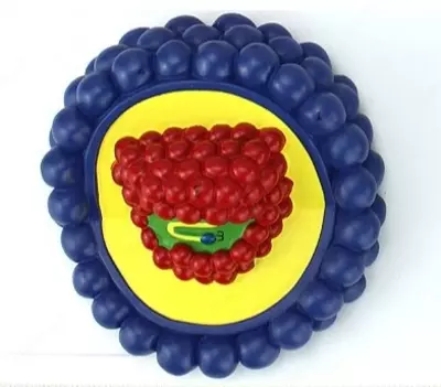 Модель спида