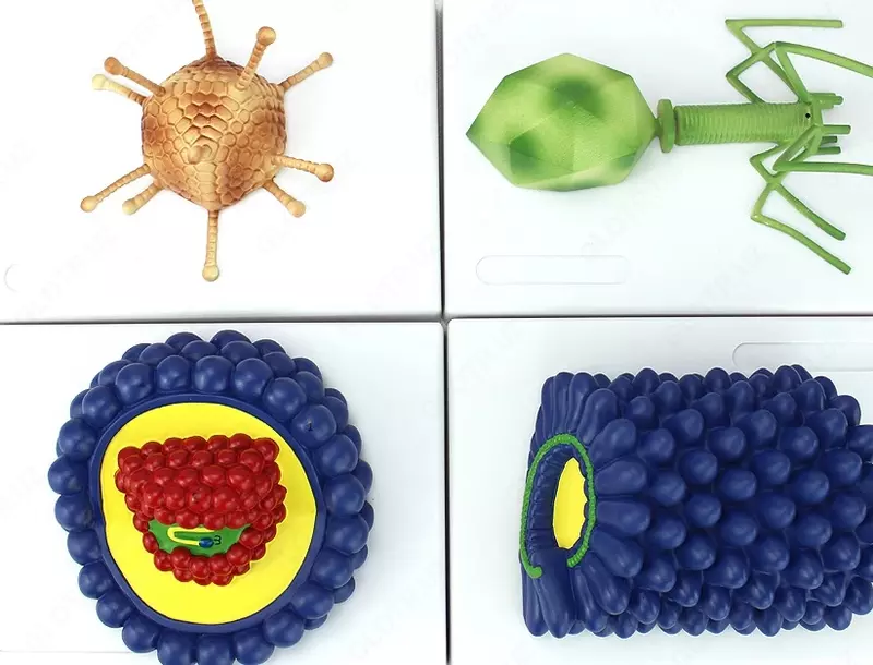 Набор вирусных моделей