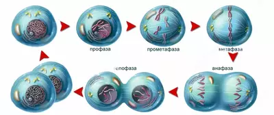 Модель мейоза 10 частей