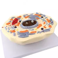 Модель клетки животных