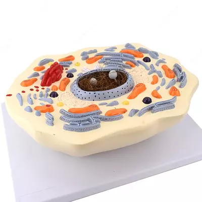 Модель клетки животных