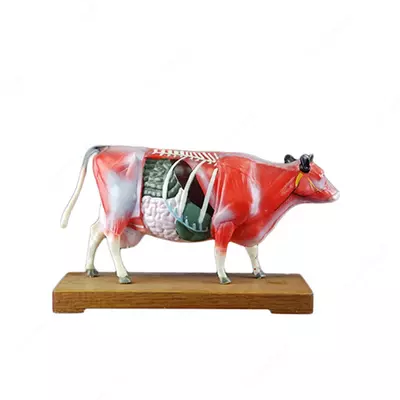 Модель крупного рогатого скота для иглоукалывание