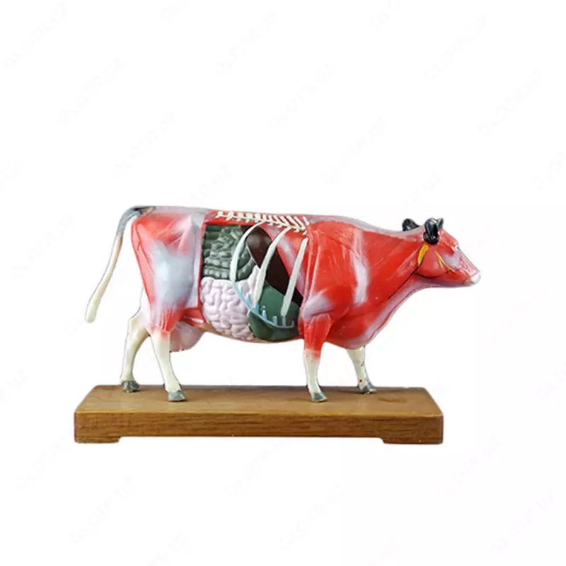 Модель крупного рогатого скота для иглоукалывание