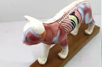 Модель кошки для иглоукалывание