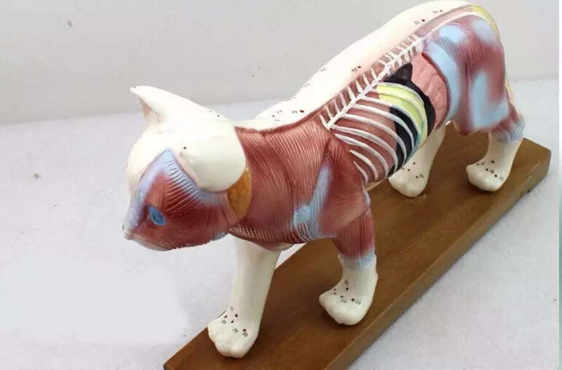 Модель кошки для иглоукалывание