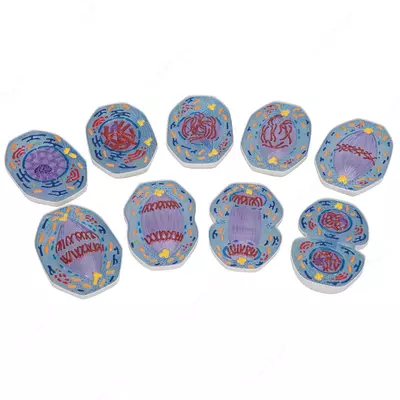 Модель митоза 9 частей