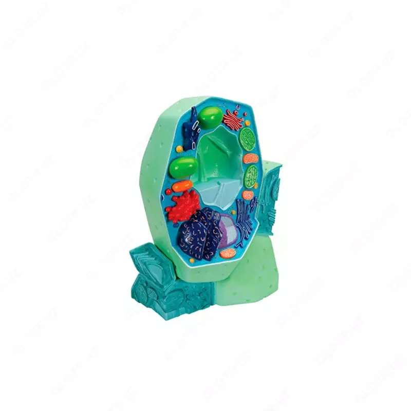 Модель клетки растеный