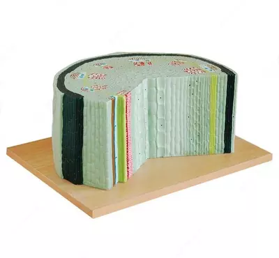 Двухсторонняя структура корня