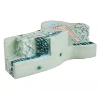 Структура листа