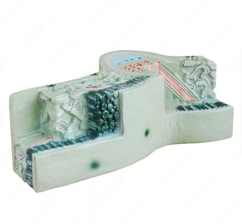 Структура листа