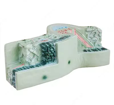 Структура листа