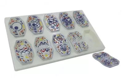 Набор митозов и мейоза животных