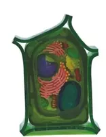 Модель клетки растений