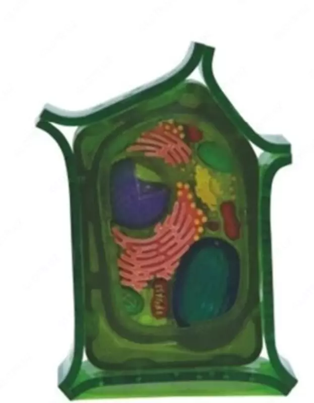 Модель клетки растений