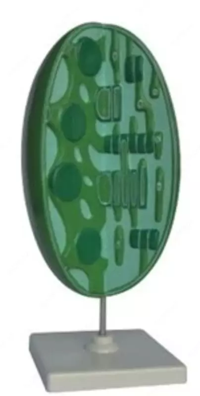 Модель Хлоропласта