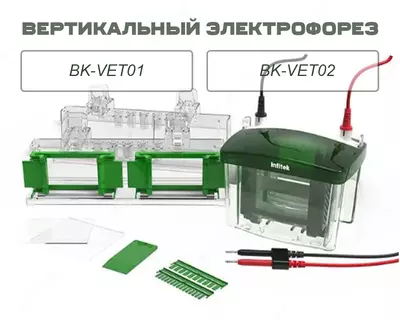 Вертикальный электрофорез