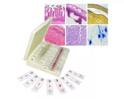 Микропрепараты гистологические - от 10 000 сум / шт