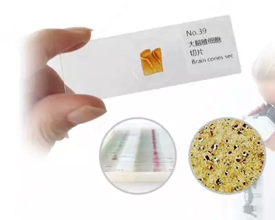 Микропрепараты гистологические Только в розницу