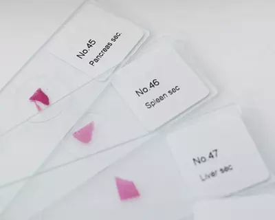 Микропрепараты гистологические - AvikonTex