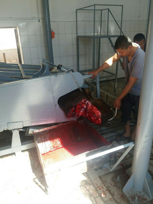 Бокс для убоя крупного рогатого скота (ритуальный, поворотный)