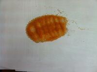 Катионит КУ-2-8 Na+ первый сорт