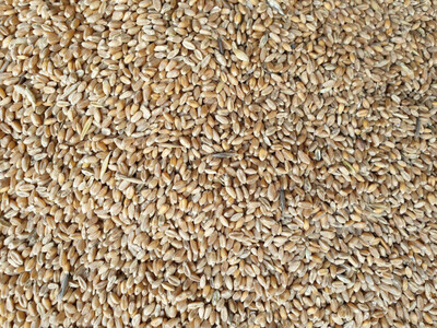 ООО "MAX GRAIN"