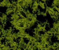 Искусственный кварцевый камень