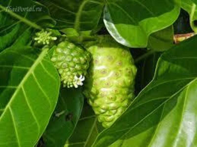 Noni Tay kapsulalari