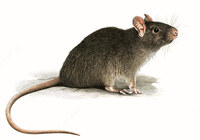  Уничтожение грызунов - 