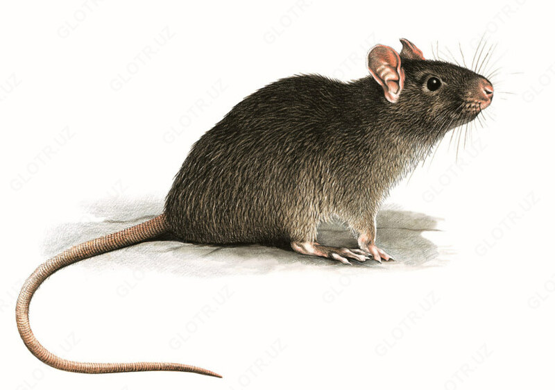  Уничтожение грызунов - 